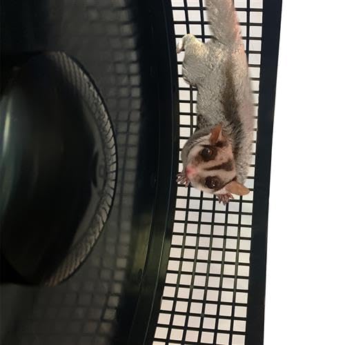 Amazon.com : Madagascar Cage & Starter Package for Sugar Gliders