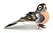 Touch of Nature 1-Piece Mushroom/Feather American Robin on Clip for Arts and Crafts, 4-Inch, Natural