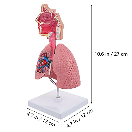 Scicalife Tamanho De Pulmão Respiratório de Ensino de Pulmão Respiratório Respiratória de Exibição F