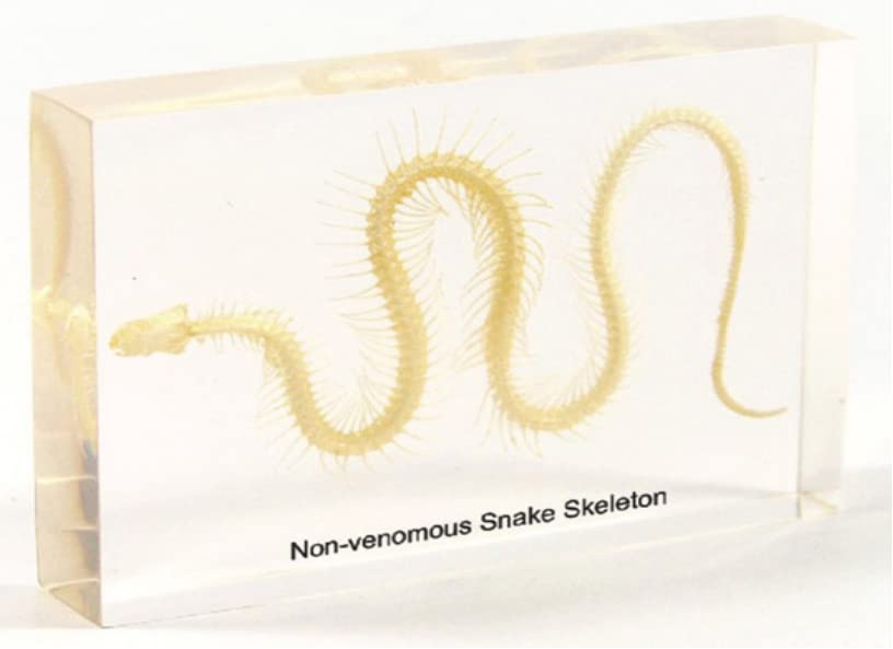 Real Snimal Snake Skeleton Specimen Resin Paperweight Bone Model Taxidermty Science Classroom Specimen for Science Education