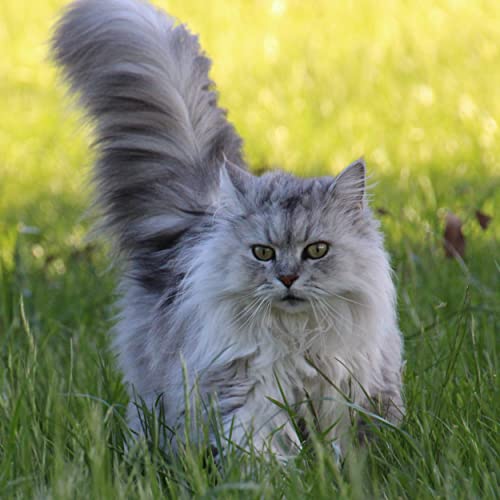 Premium Katzengras Samen Chrestensen Gartenkinder, Grassamen schnellkeimend mit Anleitung für Kinder, 1 Dose für ca. 2-2,5 m² Katzengras fertig gewachsen, Natürliche Katzen Leckerlies zu Hause