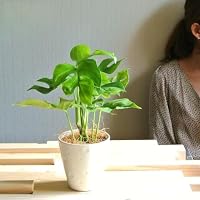 Amazon｜LAND PLANTS お試しサイズ ヒメモンステラ 4号 黒鉢カバー