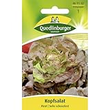  Quedlinburger Kopfsalat \'Pirat\', 1 Tüte Samen