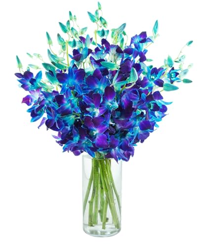 KaBloom - 20 Blue Orchid with vase - Fresh Flowers