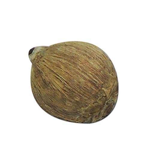 VRINDAVANBAZAAR.COM Laxmi Laghu Ekakshi Narilyal (petite noix de coco) pour Mystic Pooja | Samagri pour Lakshmi Puja 1 pièce Cover