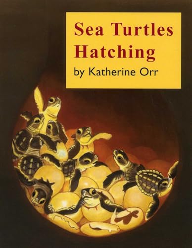 Sea Turtles Hatching