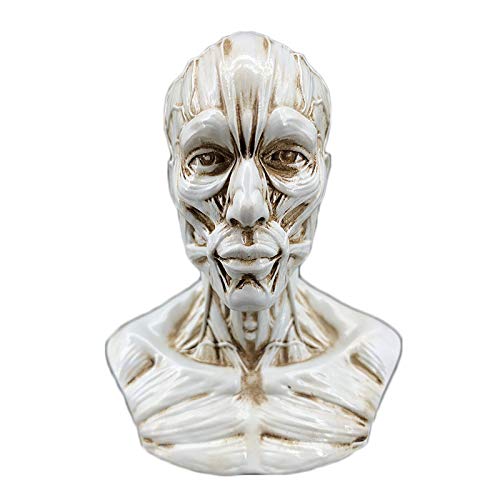 10 cm menschliches Modell, zum Basteln, Anatomie, Schädel, Kopf, Muskelknochen, Künstler, Zeichnen, Studie (grau) Cover