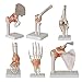 ZJM Lebensgroßes Menschliches Skelettmodell, 6-Teiliges Gelenkskelett Anatomisches Modell Mit Bändern, Einschließlich Fußhand, Hüfte, Knie, Schulter Und Ellbogengelenk