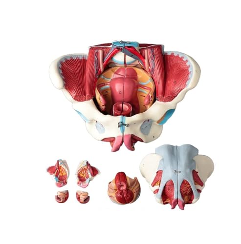 Amazon.co.jp: QLXYYFC 女性骨盤解剖モデル 取り外し可能な4パーツ