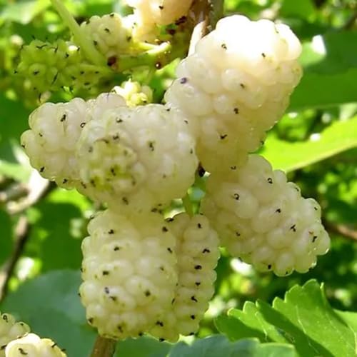 White Mulberry Plant - 10-18' Tall Live Plant - Sweet Mulberry Fruit Tree for Planting - Edible Berries Seedling - Murus Alba