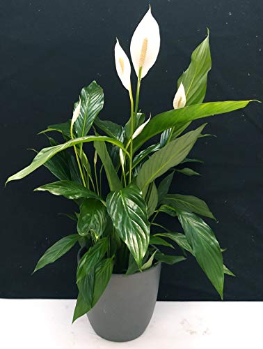 POWERS TO FLOWERS - SPATIFILIUM GRANDIFLORA, SPATIFILLO XXL IN VASO CERAMICA ANTRACITE A RIGHE, vaso 22cm, pianta vera