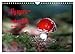 Produktbild Fly agaric - rotes Gift (Wandkalender 2023 DIN A4 quer), Calvendo Monatskalender