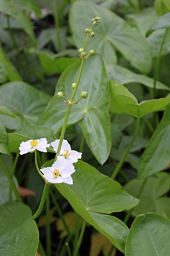 WASSERPFLANZEN WOLFF - Sagittaria latifolia - Breitblättriges...