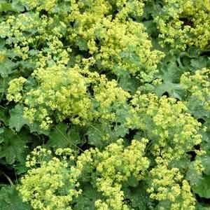 100 Ladys Mantle Alchemilla Mollis Flower Seeds