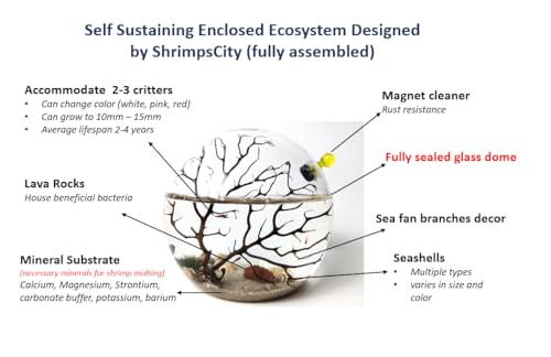 Glass Self Sustaining Shrimp Ecosphere Small - Thumbnail 2