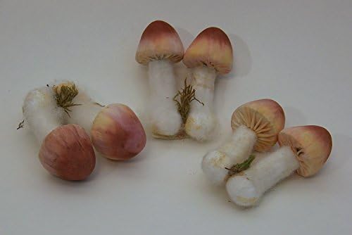 Designer Two Sets of 2 Artificial Faux Fake Small Mushrooms Vegetable