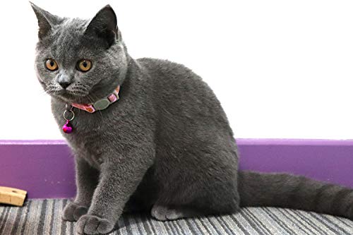 Vcalabashor Collari per Gatti