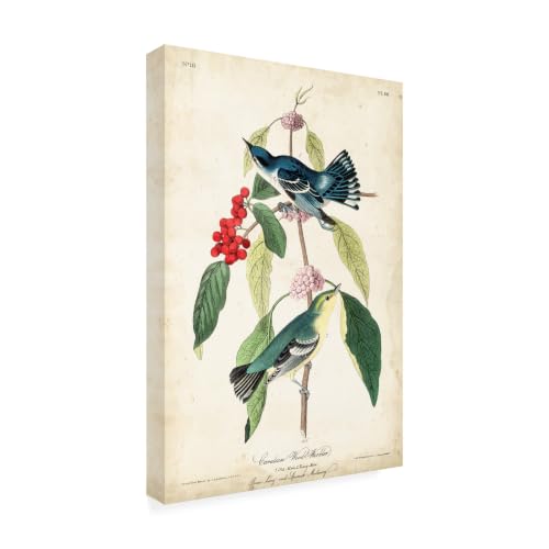 Trademark Fine Art - 'Cerulean Wood Warbler' Canvas Art - 19x12 by Trademark Fine Art - Used condition - US$23.64