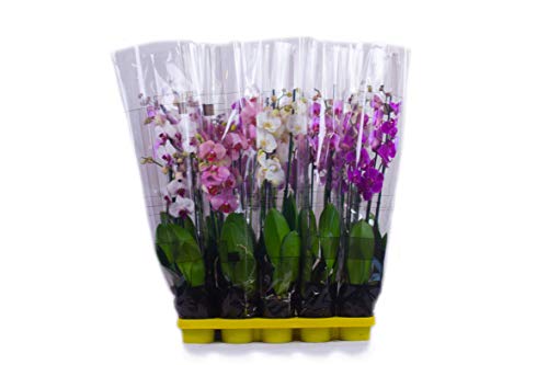Orchidee (8, Weiß) A1 Qualität Pflanzen