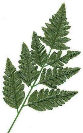 Silk Leather Leaf Fern Leaf-36 stems