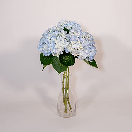 40 Stems | Fresh Cut Natural Blue Hydrangeas | Farm Direct | Premium Hydrangeas At Wholesale Price | Ideal For Weddings And Floral Decorations | Beautiful Hydrangeas | Blossom Plus #TOP2