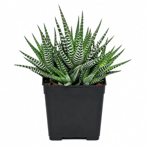 Image of Live Haworthia Zebra Succulent | Decorative Indoor Plant with Pot | Easy Care Houseplant for Home, Office & Table Decor