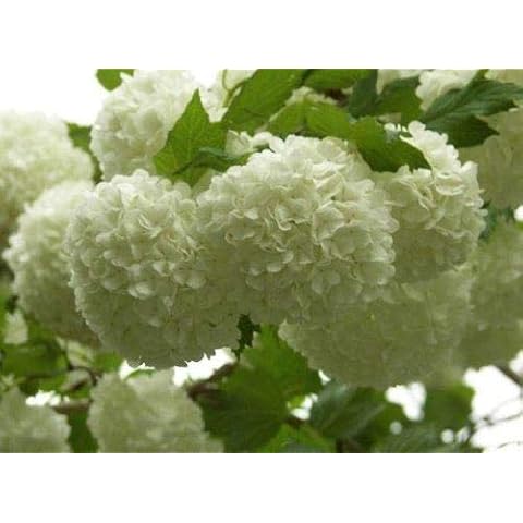Viburnum Opulus Roseum Snowball Tree 3-4ft Supplied in a 7.5 Litre Pot by DirectPlants™ Cover