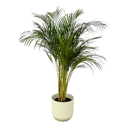 Palma d'Areca inclusa Vibes Fold Round white - 120-130cm - Ø24cm - Pianta d'appartamento - Set completo - Pianta con vaso