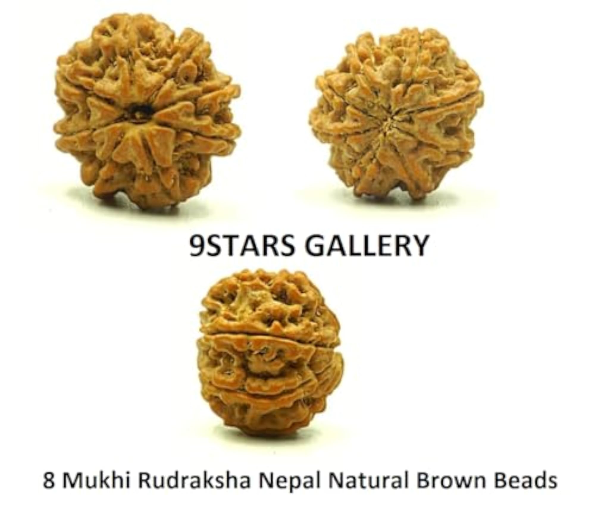 Original 8 Mukhi Rudraksha, Certified Natural Brown Ganesh Rudraksha