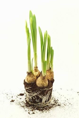 Bulbo de Narciso Flor Natural para el Exterior del Hogar