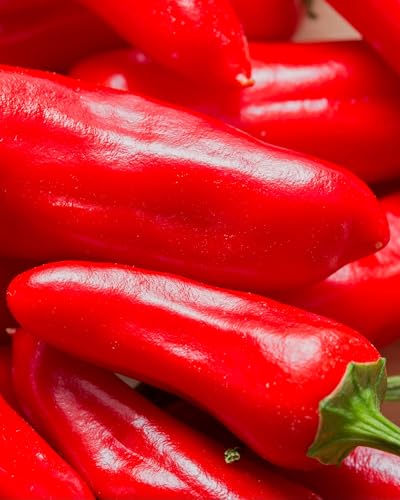 Pepper Chilli Apache F1 High-Yielding Quick-Maturing Versatile Hot Chilli Pepper for Patio Pots Containers & Greenhouse Growing 1 x Seed Packet by Thompson and Morgan