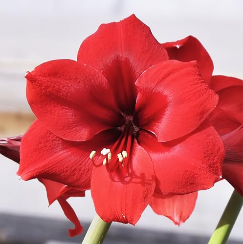 Red Paradise Amaryllis – 28-30 cm Bare Root Bulb –