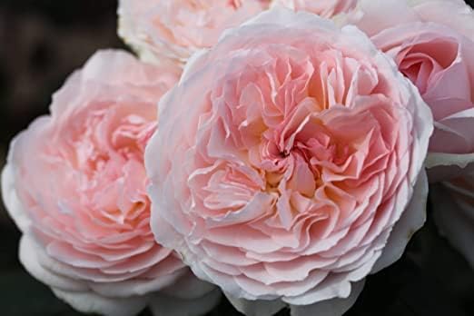 Votaniki Parfuma Bliss Rose Plant Dwarf Double Rose Bush Double Floribunda Rose - Live Fragrant Plants for Outdoors, Pink Own Root Bushes for Planting, 1 Gallon Potted Outdoor Flowers Parfuma