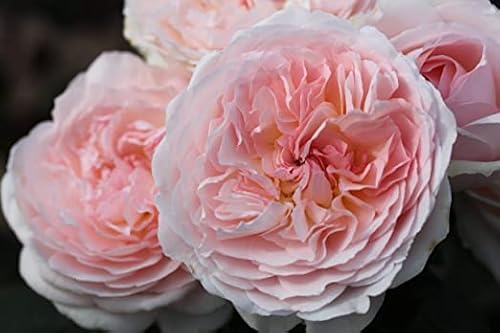 Votaniki Parfuma Bliss Rose Plant Image