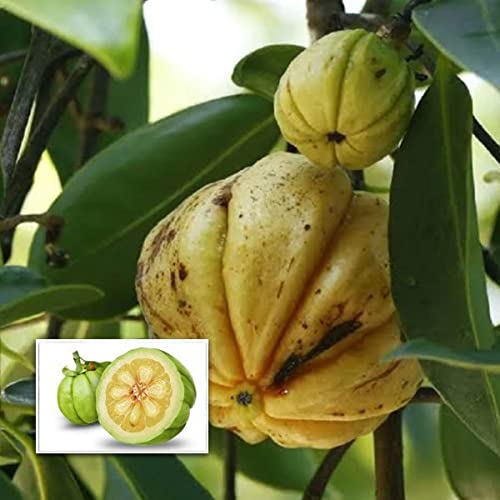 Floral Treasure Malabar Tamarind/Kudampuli (Seedling) Live Fruit Plant (B09ML2ZPXV) Amazon Price History, Amazon Price Tracker