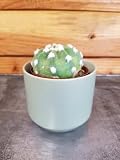 Echinopsis Subdenudata (Ancistrophora) Cactus, 2" Plant