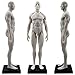 Human Body Musculoskeletal Anatomical Model for Study and Teaching (30CM2)