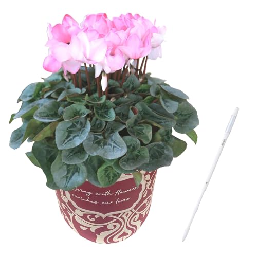 Ԃ̃Mtg VN Mtg v[g  A  v 5  sN sAX