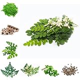 Semillas de Moringa, productos sostenibles comprar semillas de de moringa 15pcs