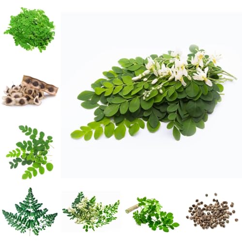 acquistare semi di Moringa, semi esotici giardino di prodotti sostenibili cee sempreverdi resistenti verdi comprare 15pcs