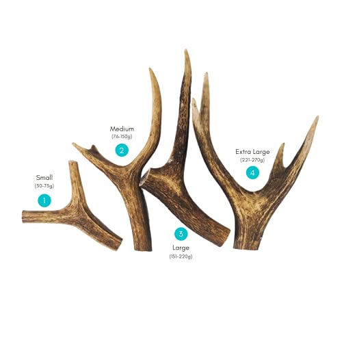 Natural Treats Small Antler Dog Chew (1pc) 100% Natural Hypoallergenic Long Lasting-Venison (75-150g) - Image 2