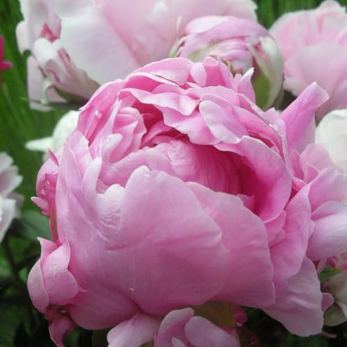 Bulbos De PeoníA Las Flores Son Enormes Y Hermosas. Son Adecuadas Para Que Las Cultiven Jardineros Principiantes Y Profesionales. La PeoníA Requiere Poco Mantenimiento.-1bulb-D