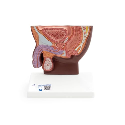3B Scientific Männlicher Beckenschnitt Modell, ½ Größe, dunkle Hautfarbe - 3B Smart Anatomy