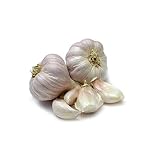 ajo de siembra ecologico  Ajo Blanco para Siembra 0,5 kg