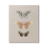 Stupell Industries Vintage Moth Specimens Canvas Wall Art Design by Danhui Nai
