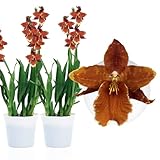 DUTCH BULBS EXCLUSIVE PLANTS FROM HOLLAND