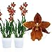 Produktbild Orchideen Echte Pflanzen Wilsonara Inferno - 2 große Zimmerpflanzen aus Holland - 30-40 cm hoch - mit Blüten und duftend (Nicht künstlich, ohne Dünger und Topf, kein Samen, nicht winterhart)