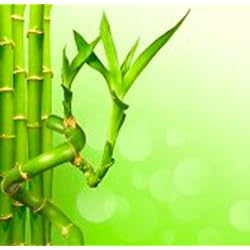 Maceteros Cañas De Bambu Ikea Caña de bambú Recta (60 cm) - Planta Viva de Interior