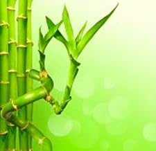 Straight Bamboo Cane (30 cm) - Live Indoor Plant