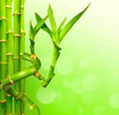 Caña de bambú Recta (30 cm) - Planta Viva de Interior